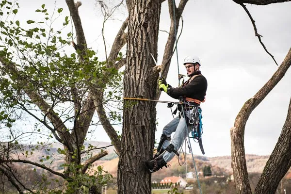 Élagage d’arbres : notre expertise pour des arbres en bonne santé, Montbrison, Genovese Paysages