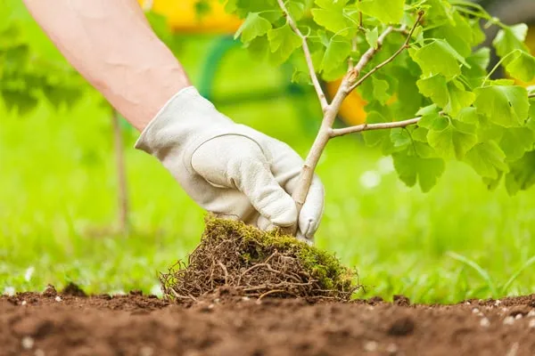 Plantation d’arbres fruitiers et feuillus : Transformez votre jardin, Montbrison, Genovese Paysages
